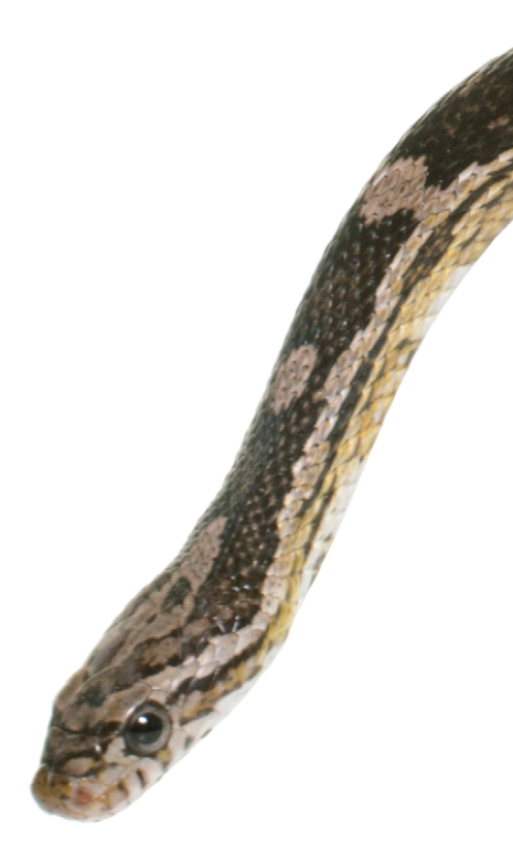 corn snake in front of white background