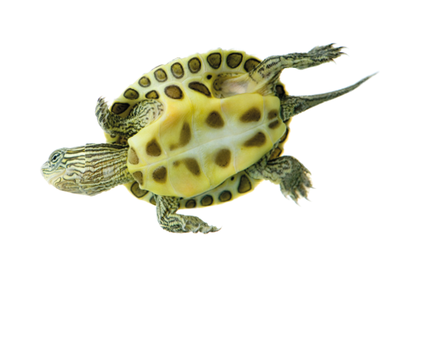 Turtle swimming in front of a white background