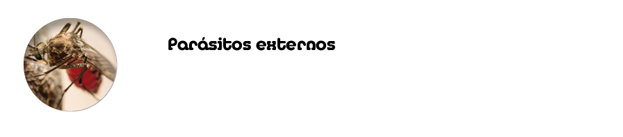 Par sitos externos Enfermedades de transmisi n vectorial: pulgas, garrapatas y flebotomo