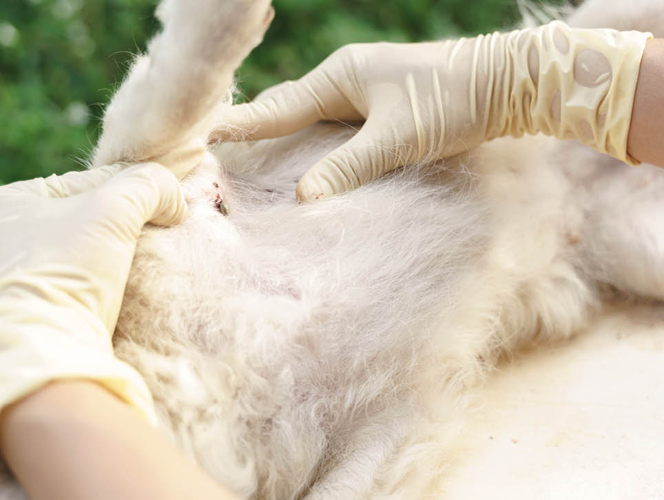 Hands finding full grown ticks white leeches blood on the dog