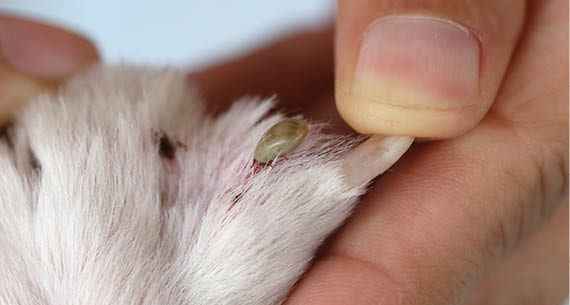 Big Ticks on a dog in cleaning,insects crawling of disease vectors in pets 